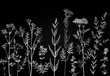 Sketch of field and meadow herbs in white outline on black background, trendy for eco design. Vector drawing of medicinal plants for packaging or textile