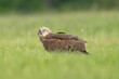 Western marsh harrier, Eurasian marsh harrier - Circus aeruginosus on ground in spring green grass. Green background. Photo from Lubusz Voivodeship in Poland.	
