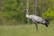 Common crane, Eurasian crane - Grus grus on green grass with meadow in background. Photo from Lubusz Voivodeship in Poland. Copy space on left side.