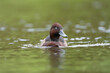 Ferruginous duck, ferruginous pochard, common white-eye or white-eyed pochard - Aythya nyroca swimming in water. Photo from Lubusz Voivodeship in Poland.	