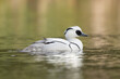 Smew - Mergellus albellus male swimming in colorful water. Photo from Lubusz Voivodeship in Poland.	