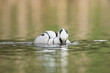 Smew - Mergellus albellus male swimming in water with colorful background. Photo from Lubusz Voivodeship in Poland.