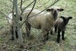 Schaf mit zwei Lämmern hinter Strauchzweigen auf Weide am Nachmittag im Frühling