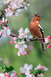  beautiful bright bird, a male finch sits on a branch in a spring blooming garden and sings loudly