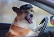 cute corgi dog in a driver's cap sits behind the wheel of a car and smiles