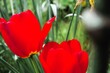 Zwei rote Tulpen auf Wiese im Garten neben silbernem alten Zaunpfahl aus Stahl am Nachmittag im Frühling