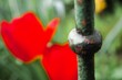 Grauer alter verwitterter Zaunpfahl aus Stahl vor Gartenwiese mit zwei roten Tulpen am Nachmittag im Frühling