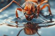 A detailed photograph capturing a bug up close as it rests on the surface of the water, Close-up shot of an ant drinking water, AI Generated