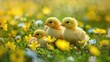 Adorable small yellow chicks
