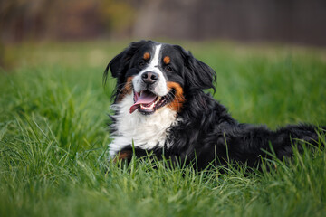 Wall Mural - happy bernese mountain dog portrait outdoors while lying on green grass in summer