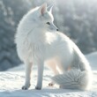 A white fox with furry fur, smooth fur, The fur is long a large tail, cute and interesting shape