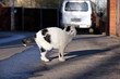 White cat with black spots walking on a street, spring weather