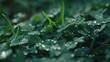 Green Leaves Covered in Water Droplets