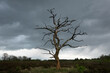 Old, dead oak with winding branches, on heathland under dark clouds