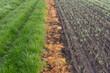 Strip of dead, brown grass, sprayed with glyphosate, between green grass and newly sown wheat