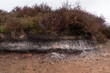 Soil beneath heathland vegetation visible as result of ersosion; podzolic soil profile with characteristic eluvial (bleached, ash-colored) horizon and intensely coloured illuvial horizon