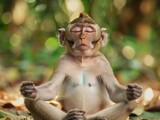 Serene monkey meditating in nature.
