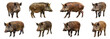 Wild boars in various poses cut out png on transparent background