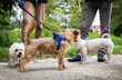 © Nataliya - Walking dogs on a leash with people in the park.