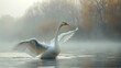 A serene white swan peacefully floats on water