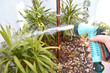 Hand watering the garden with a hose