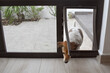 Pet door being used by a dog