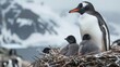 Three penguins with offspring on a nest
