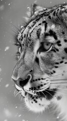 snow leopard.