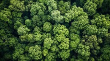Aerial Top View Of Green Trees In Forest. Drone View Of Dense Green Tree Captures CO2. Green Tree Nature Background For Carbon Neutrality And Net Zero Emissions Concept.