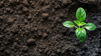 Poster - Seedling and plant growing in soil and copy space for insert text