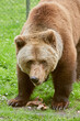 Beautiful close-up of a European brown bear in the animal enclosure.
