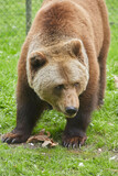 Fototapeta Desenie - Beautiful close-up of a European brown bear in the animal enclosure.