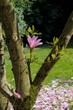 Magnolia tree with pink flowers in the garden in the spring.