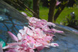 Pink magnolia flower petals on the hood of a car.