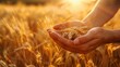Hands cradling ripe wheat in golden field - Warm, golden tones highlight hands gently cradling ripe wheat, symbolizing nourishment and the bounty of the earth