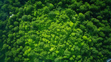 Fototapeta Natura - Green natural forest aerial view. Environment concept.
