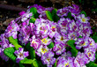 pierwiosnek, prymula, primula Balerina odmiana BELARINA Purple Dawn o pełnych kwiatach, Primula vulgaris BELARINA Purple Dawn, Primrose, biało- rózowy pierwiosnek o pełnych kwiatach