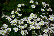 białe kwiaty skalnicy na zielonym tle, biała skalnica  Arendsa, Saxifraga × arendsii, Arends' white saxifrage, Saxifraga cespitosa Arends blooms in the garden,	