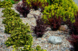 pięciornik krzewiasty i czrewony berberys w ogrodzie, Dasiphora fruticosa, Berberis, pebbles bed, bushes in a flowerbed are covered with pebbles, flowerbed with stones	