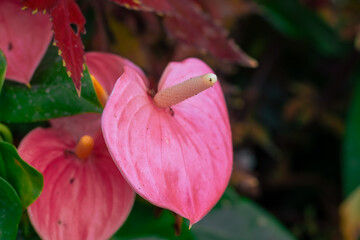 Wall Mural - Red tropical flower