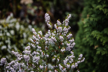 Wall Mural - flowers in the garden