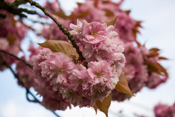 Wall Mural - pink tree blossom