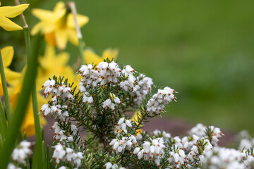 Wall Mural - white flowers in the garden