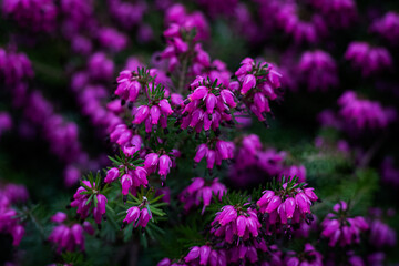 Wall Mural - purple flowers in the garden