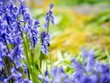 Cluster of Bluebell Flowers in Spring