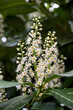 Close up of white flowers of cherry laurel close up, like pretty stars
