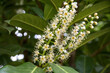 Close up of white flowers of cherry laurel close up, like pretty stars

