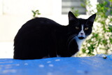 Fototapeta Storczyk - black and white cat