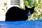 Fototapeta Storczyk - black and white cat on the roof