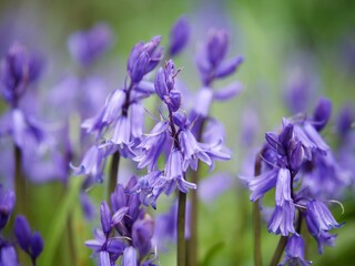 Poster - Wild Bluebell Flowers in Spring 